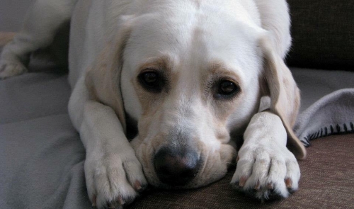 Χάθηκε Σκύλος, θηλυκό Λάμπραντορ, Κ. Πετράλωνα