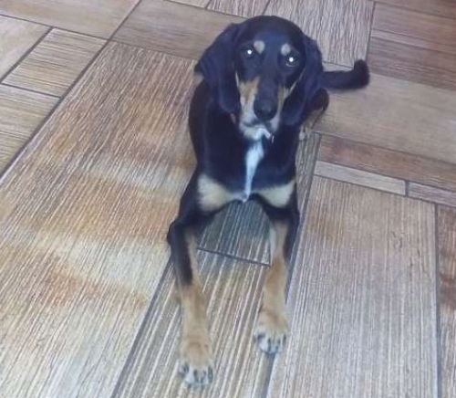 &Chi;ά&theta;&eta;&kappa;&epsilon; &Epsilon;&lambda;&lambda;&eta;&nu;&iota;&kappa;ό&sigmaf; &Iota;&chi;&nu;&eta;&lambda;ά&tau;&eta;&sigmaf;, &Beta;&rho;&iota;&lambda;ή&sigma;&sigma;&iota;&alpha;