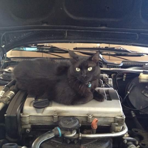 &Chi;ά&theta;&eta;&kappa;&epsilon; &mu;&alpha;ύ&rho;&omicron;&sigmaf; &gamma;ά&tau;&omicron;&sigmaf;, &Alpha;&rho;&gamma;&upsilon;&rho;&omicron;ύ&pi;&omicron;&lambda;&eta;