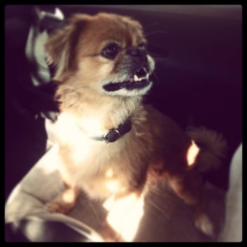 &Chi;ά&theta;&eta;&kappa;&epsilon; &mu;&pi;&epsilon;&zeta; &Pi;&epsilon;&kappa;&iota;&nu;&omicron;&upsilon;ά, &Eta;&rho;ά&kappa;&lambda;&epsilon;&iota;&omicron;