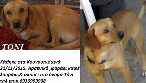 &Chi;ά&theta;&eta;&kappa;&epsilon; &mu;&pi;&epsilon;&zeta; &sigma;&kappa;&upsilon;&lambda;ά&kappa;&iota;, &Chi;&alpha;&nu;&iota;ά