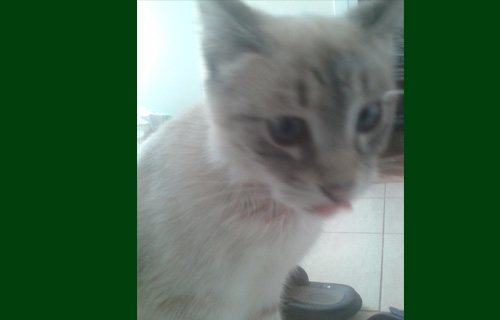 &Chi;ά&theta;&eta;&kappa;&epsilon; &theta;&eta;&lambda;&upsilon;&kappa;&iota;ά &gamma;ά&tau;&alpha;, &Eta;&lambda;&iota;&omicron;ύ&pi;&omicron;&lambda;&eta;