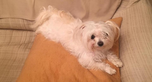 &Beta;&rho;έ&theta;&eta;&kappa;&epsilon; &lambda;&epsilon;&upsilon;&kappa;ό &Mu;&alpha;&lambda;&tau;έ&zeta;, &Kappa;ά&tau;&omega; &Kappa;&eta;&phi;&iota;&sigma;&iota;ά