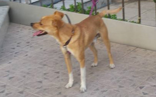 &Beta;&rho;έ&theta;&eta;&kappa;&epsilon; &kappa;&alpha;&phi;έ &sigma;&kappa;ύ&lambda;&omicron;&sigmaf;, &Kappa;&epsilon;&rho;&alpha;&tau;&sigma;ί&nu;&iota;