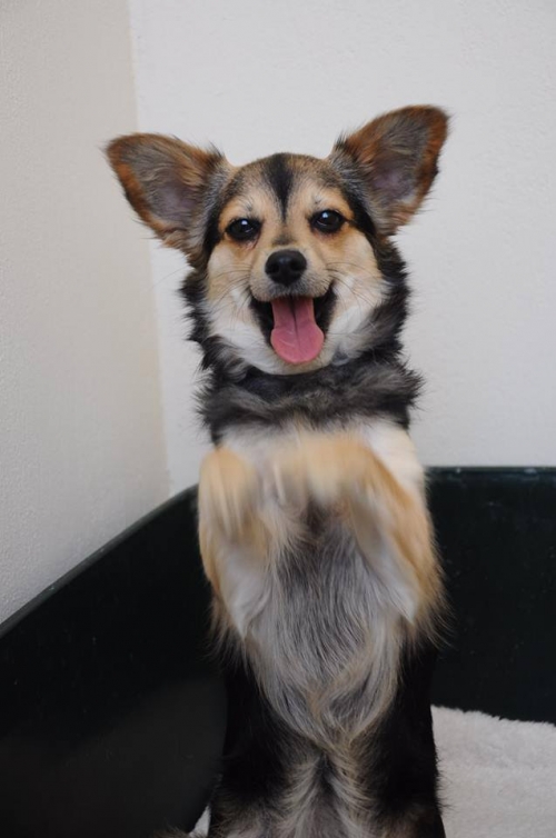 Βρέθηκε σκυλάκι, Κνωσσός Ηράκλειο