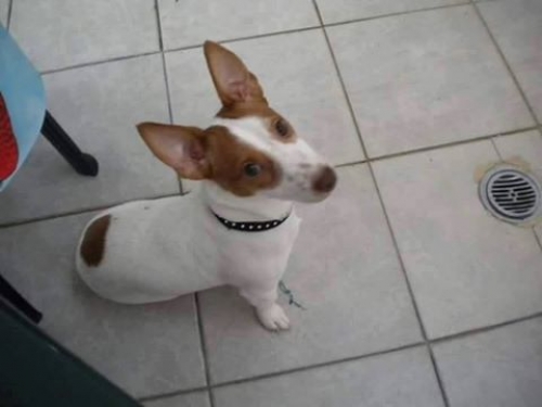 &Chi;ά&theta;&eta;&kappa;&epsilon; &Tau;&zeta;&alpha;&kappa; &Rho;ά&sigma;&epsilon;&lambda;, &Pi;&epsilon;&rho;&iota;&sigma;&tau;έ&rho;&iota;