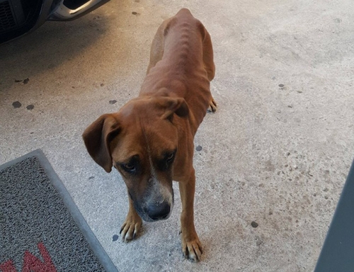 Βρέθηκε καφέ σκύλος, Πετρούπολη