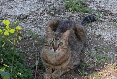 Χάθηκε γκρι τιγρέ Γάτα, Κορινθία