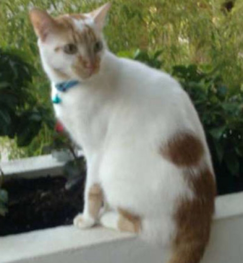 &Chi;ά&theta;&eta;&kappa;&epsilon; ά&sigma;&pi;&rho;&omicron; &kappa;&alpha;&nu;&epsilon;&lambda;ί &gamma;&alpha;&tau;ά&kappa;&iota;