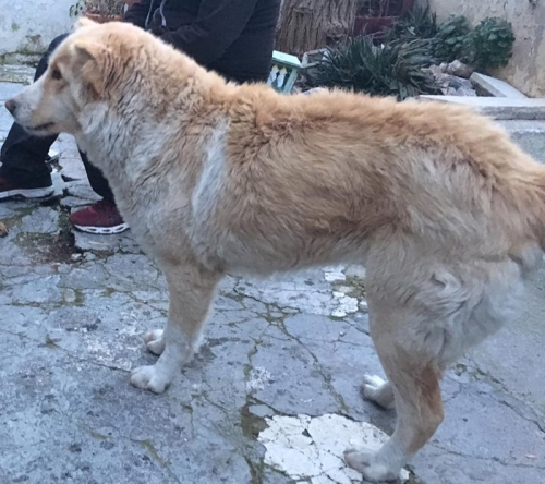 Βρέθηκε θηλυκός σκύλος, Μαρούσι