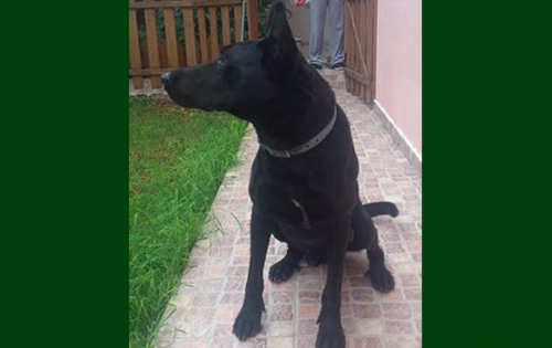 &Chi;ά&theta;&eta;&kappa;&epsilon; &Beta;έ&lambda;&gamma;&iota;&kappa;&omicron;&sigmaf; &Pi;&omicron;&iota;&mu;&epsilon;&nu;&iota;&kappa;ό&sigmaf;, &Pi;ό&rho;&tau;&omicron; &Rho;ά&phi;&tau;&eta;