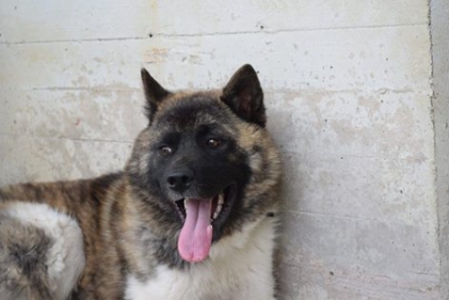 &Beta;&rho;έ&theta;&eta;&kappa;&epsilon; &Alpha;&mu;&epsilon;&rho;&iota;&kappa;ά&nu;&iota;&kappa;&omicron; &Alpha;&kappa;ί&tau;&alpha;, &Pi;ά&rho;&nu;&eta;&theta;&alpha;