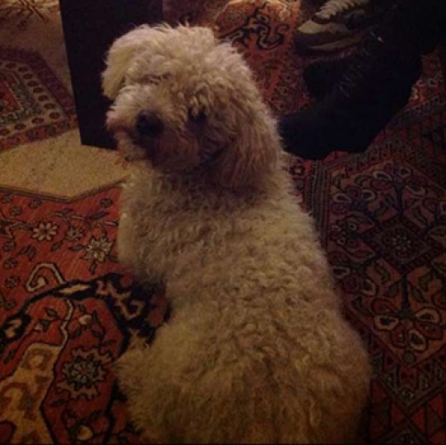 Χάθηκε λευκό σκυλάκι, Μπουρνάζι