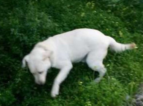 &Chi;ά&theta;&eta;&kappa;&epsilon; &lambda;&epsilon;&upsilon;&kappa;ό &Lambda;ά&mu;&pi;&rho;&alpha;&nu;&tau;&omicron;&rho;, &Chi;&alpha;&nu;&iota;ά