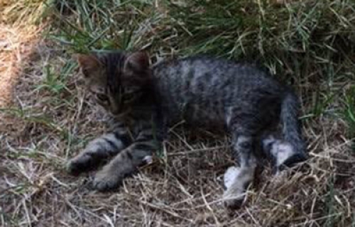 Χάθηκε τιγρέ γάτα, Ψυχικό