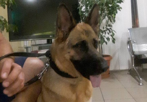 &Beta;&rho;έ&theta;&eta;&kappa;&epsilon; &theta;&eta;&lambda;&upsilon;&kappa;ό &Lambda;&upsilon;&kappa;ό&sigma;&kappa;&upsilon;&lambda;&omicron;, &Beta;ά&rho;&eta;