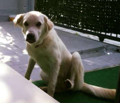 Χάθηκε λευκό ημίαιμο στο Τρίλοφο