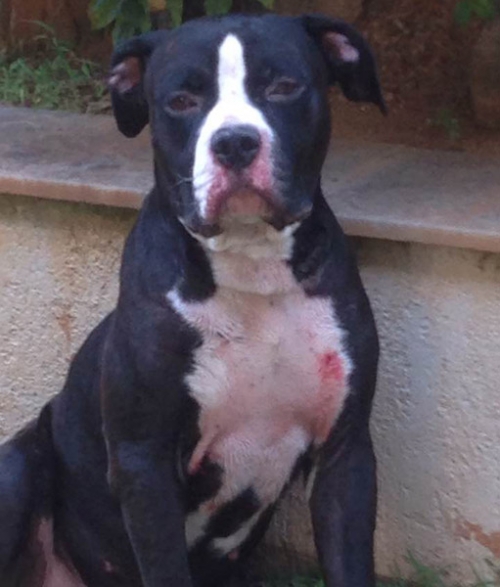 &Beta;&rho;έ&theta;&eta;&kappa;&epsilon; &Alpha;&mu;&sigma;&tau;&alpha;&phi; &Tau;&epsilon;&rho;&rho;&iota;έ, Ά&nu;&omega; &Gamma;&lambda;&upsilon;&phi;ά&delta;&alpha;