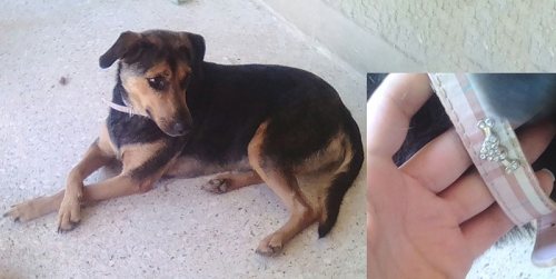 &Beta;&rho;έ&theta;&eta;&kappa;&epsilon; &theta;&eta;&lambda;&upsilon;&kappa;ό&sigmaf; &sigma;&kappa;ύ&lambda;&omicron;&sigmaf;, &Nu;. &Sigma;&mu;ύ&rho;&nu;&eta;