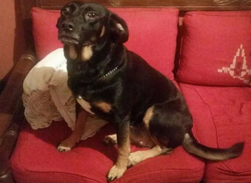 Χάθηκε σκύλος, Ν. Κόσμος