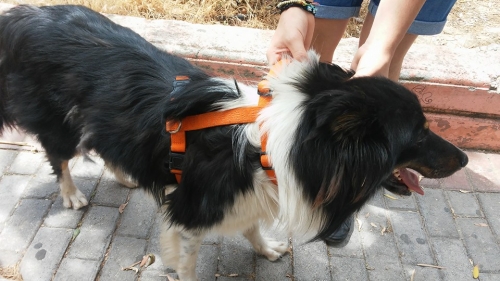 Βρέθηκε σκυλάκι Κόλεϊ, Πετρούπολη