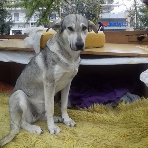 Χάθηκε γκρι σκύλος, Θεσσαλονίκη