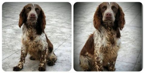 &Chi;ά&theta;&eta;&kappa;&epsilon; &Sigma;&pi;&rho;ί&nu;&gamma;&kappa;&epsilon;&rho; &Sigma;&pi;ά&nu;&iota;&epsilon;&lambda;, &Alpha;&sigma;&pi;&rho;ό&pi;&upsilon;&rho;&gamma;&omicron;&sigmaf;