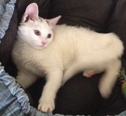 &Chi;ά&theta;&eta;&kappa;&epsilon; &sigma;&tau;&eta;&nu; &Pi;&epsilon;&tau;&rho;&omicron;ύ&pi;&omicron;&lambda;&eta;