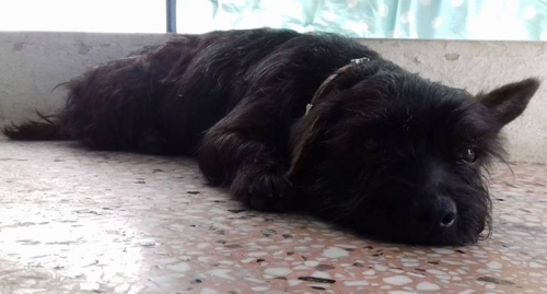 Βρέθηκε μαύρος σκύλος, Χαλκιδική