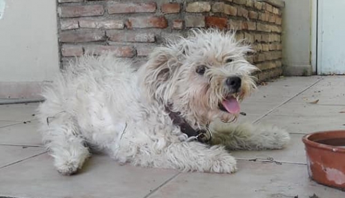 Βρέθηκε Γκριφόν Τεριέ, Καστέλλα Ευβοίας