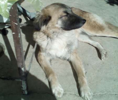 &Chi;ά&theta;&eta;&kappa;&epsilon; &xi;&alpha;&nu;&theta;ό &sigma;&kappa;&upsilon;&lambda;ά&kappa;&iota;, &Phi;&iota;&lambda;&omicron;&theta;έ&eta;