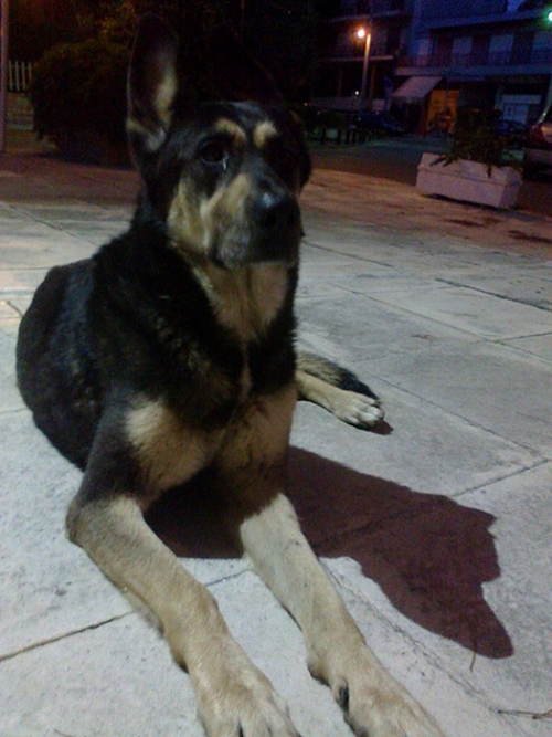 &Beta;&rho;έ&theta;&eta;&kappa;&epsilon; &sigma;&kappa;ύ&lambda;&omicron;&sigmaf;, &Nu;. &Epsilon;&rho;&upsilon;&theta;&rho;&alpha;ί&alpha;