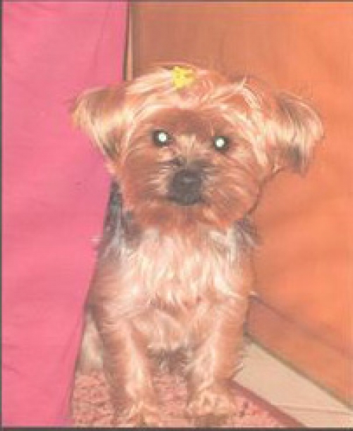 Εκλάπη θηλυκό Yorkshite Terrie