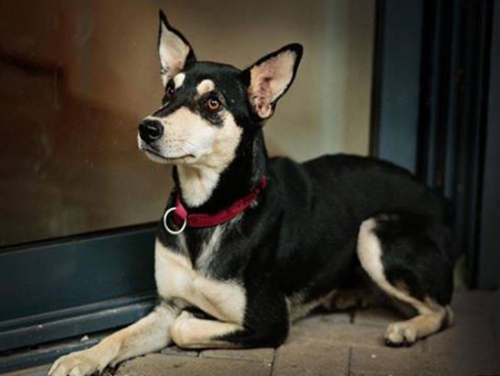 &Chi;ά&theta;&eta;&kappa;&epsilon; &theta;&eta;&lambda;&upsilon;&kappa;ό&sigmaf; &sigma;&kappa;ύ&lambda;&omicron;&sigmaf;, Ί&lambda;&iota;&omicron;&nu;