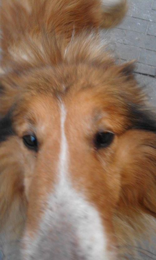 Βρέθηκε Κόλλεϊ, Ηράκλειο