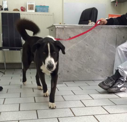 Βρέθηκε μαύρος σκύλος