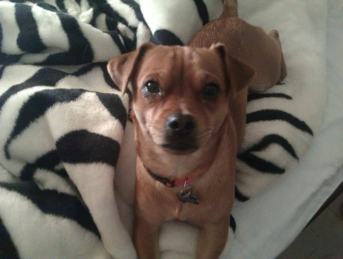 &Chi;ά&theta;&eta;&kappa;&epsilon; &eta;&mu;ί&alpha;&iota;&mu;&omicron; &Tau;&sigma;&iota;&omicron;&upsilon;ά&omicron;&upsilon;&alpha;, &Nu;έ&alpha; &Sigma;&mu;ύ&rho;&nu;&eta;