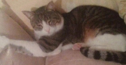 Χάθηκε γάτος, Κάτω Ηλιούπολη