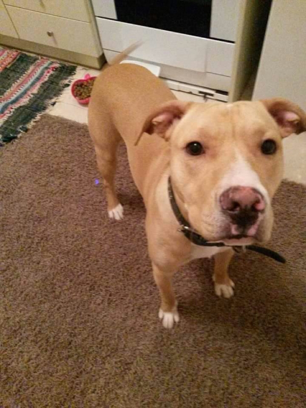 &Beta;&rho;&epsilon;&theta;&eta;&kappa;&epsilon; &kappa;&alpha;&phi;&epsilon; &sigma;&kappa;&upsilon;&lambda;&omicron;&sigmaf;, &Chi;&omicron;&lambda;&alpha;&rho;&gamma;&omicron;&sigmaf;