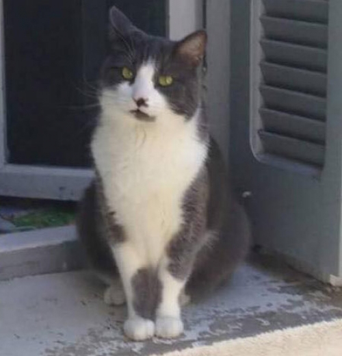 &Chi;ά&theta;&eta;&kappa;&epsilon; &gamma;ά&tau;&omicron;&sigmaf;, &Lambda;&iota;&tau;ό&chi;&omega;&rho;&omicron;