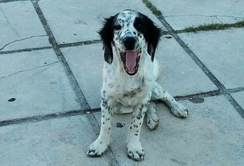 &Beta;&rho;έ&theta;&eta;&kappa;&epsilon; &alpha;&sigma;&pi;&rho;ό&mu;&alpha;&upsilon;&rho;&omicron; &Sigma;έ&tau;&tau;&epsilon;&rho;, &Kappa;&iota;&lambda;&kappa;ί&sigmaf;