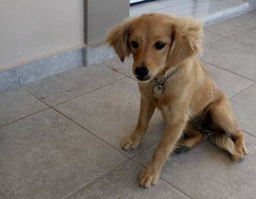 Βρέθηκε καφέ σκυλάκι, Λουτρά Ωραίας Ελένης