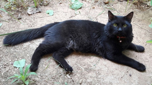 &Beta;&rho;έ&theta;&eta;&kappa;&epsilon; &gamma;ά&tau;&omicron;&sigmaf;, &Mu;&alpha;&rho;&omicron;ύ&sigma;&iota;