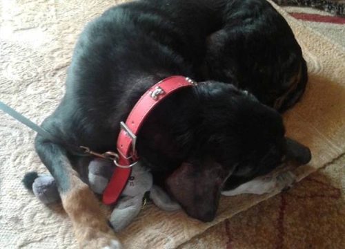 &Chi;ά&theta;&eta;&kappa;&epsilon; &mu;&alpha;ύ&rho;&omicron; &kappa;&alpha;&phi;έ &sigma;&kappa;&upsilon;&lambda;ά&kappa;&iota;, &Pi;&epsilon;&rho;&iota;&sigma;&tau;έ&rho;&iota;