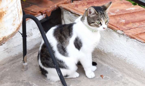 &Chi;ά&theta;&eta;&kappa;&epsilon; ά&sigma;&pi;&rho;&eta;-&gamma;&kappa;&rho;&iota; &gamma;ά&tau;&alpha;, &Pi;&epsilon;&rho;&iota;&sigma;&tau;έ&rho;&iota;