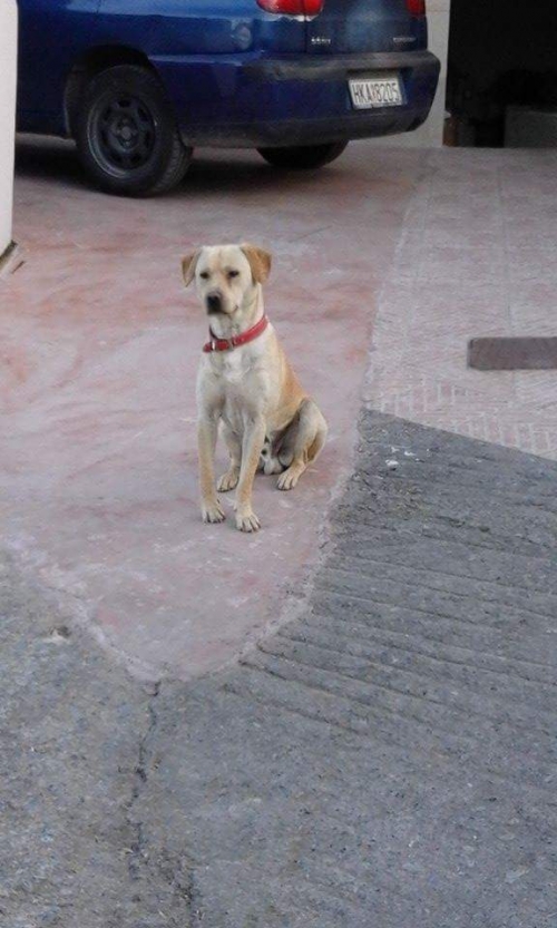 &Chi;ά&theta;&eta;&kappa;&epsilon; &mu;&pi;&epsilon;&zeta; &alpha;&rho;&sigma;&epsilon;&nu;&iota;&kappa;ό&sigmaf;, &Alpha;&gamma;. &Beta;&alpha;&sigma;ί&lambda;&epsilon;&iota;&omicron;&sigmaf; &Kappa;&rho;ή&tau;&eta;