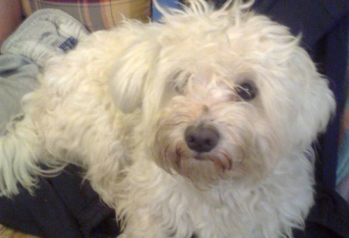 &Chi;ά&theta;&eta;&kappa;&epsilon; ά&sigma;&pi;&rho;&omicron; &sigma;&kappa;&upsilon;&lambda;ά&kappa;&iota;, &Lambda;&omicron;ύ&tau;&sigma;&alpha;