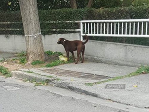 Βρέθηκε καφέ σκύλος, Ν. Ιωνία