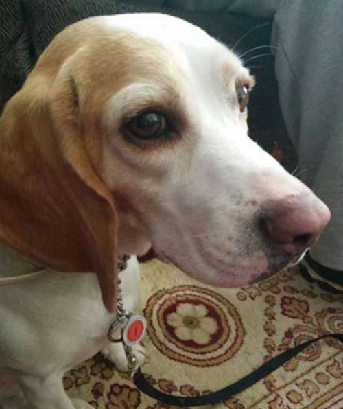 Χάθηκε στην Αλικαρνασσό