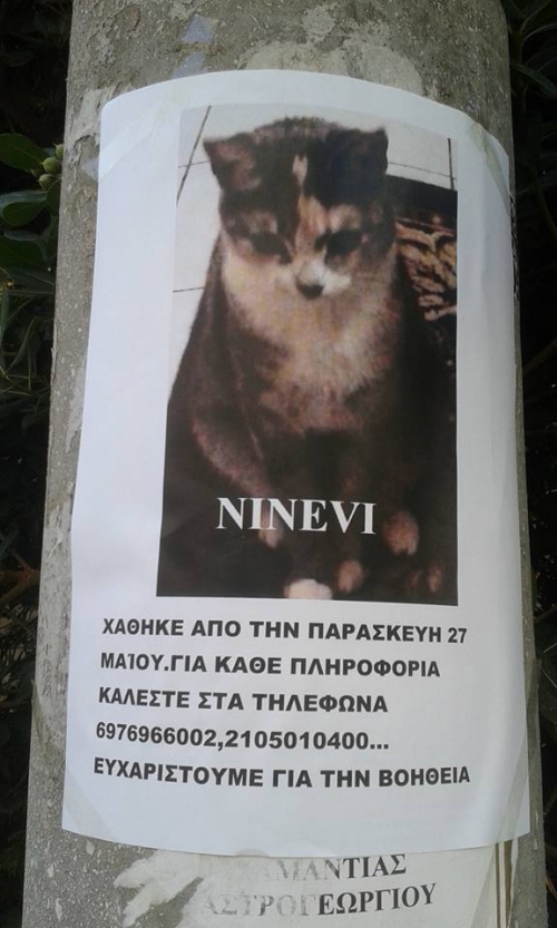 Χάθηκε γατούλα, Πετρούπολη